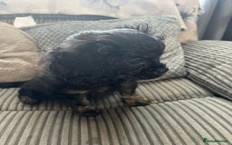 Cavapoo dogs for sale: Cavapoo x Cavalier - Image 15