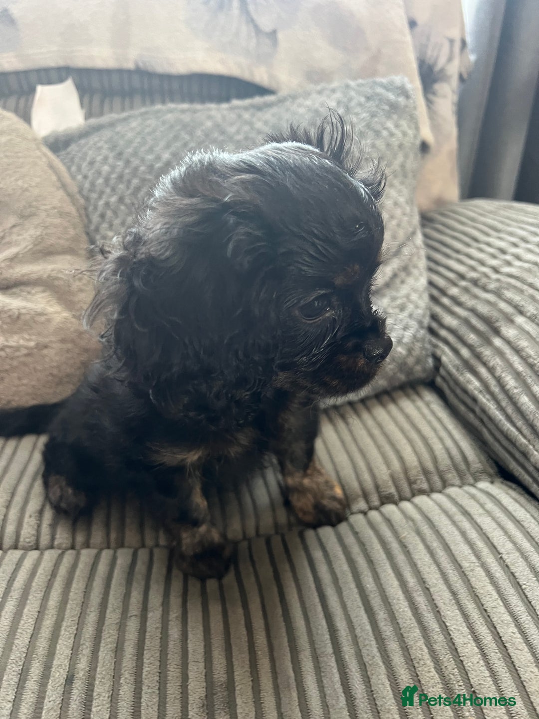 Cavapoo dogs for sale: Cavapoo x Cavalier - Image 15
