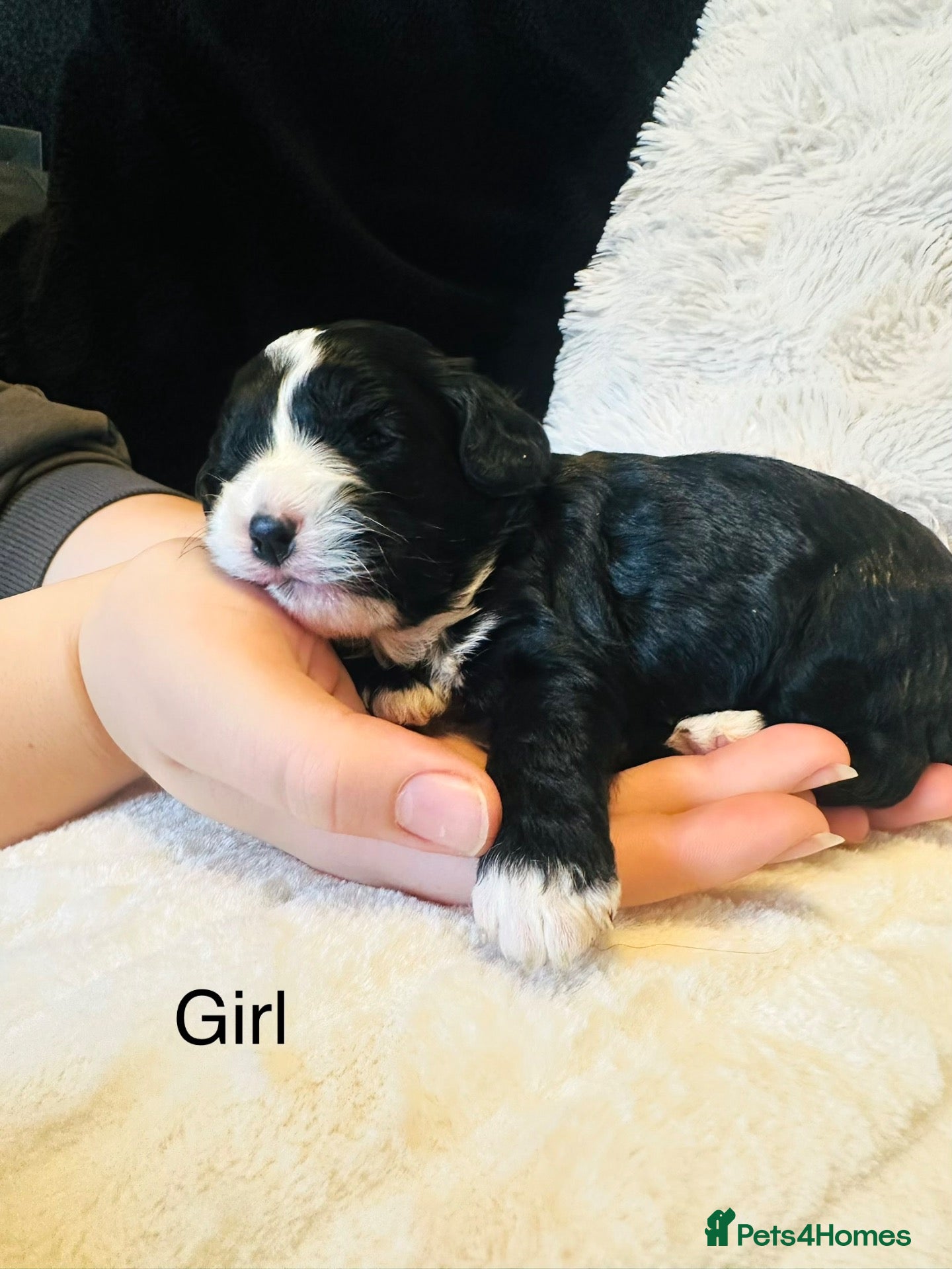Cavapoo dogs for sale: Stunning F1 cavapoo’s only 2 left - Advert 6