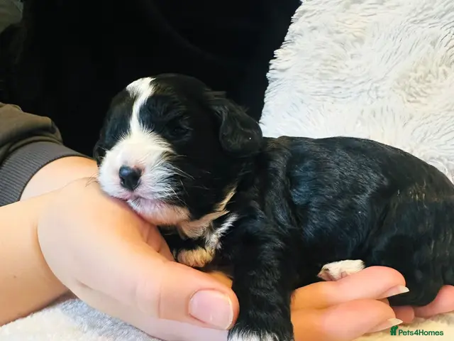 Cavapoo dogs for sale: Stunning F1 cavapoo’s only 2 left - Advert 6
