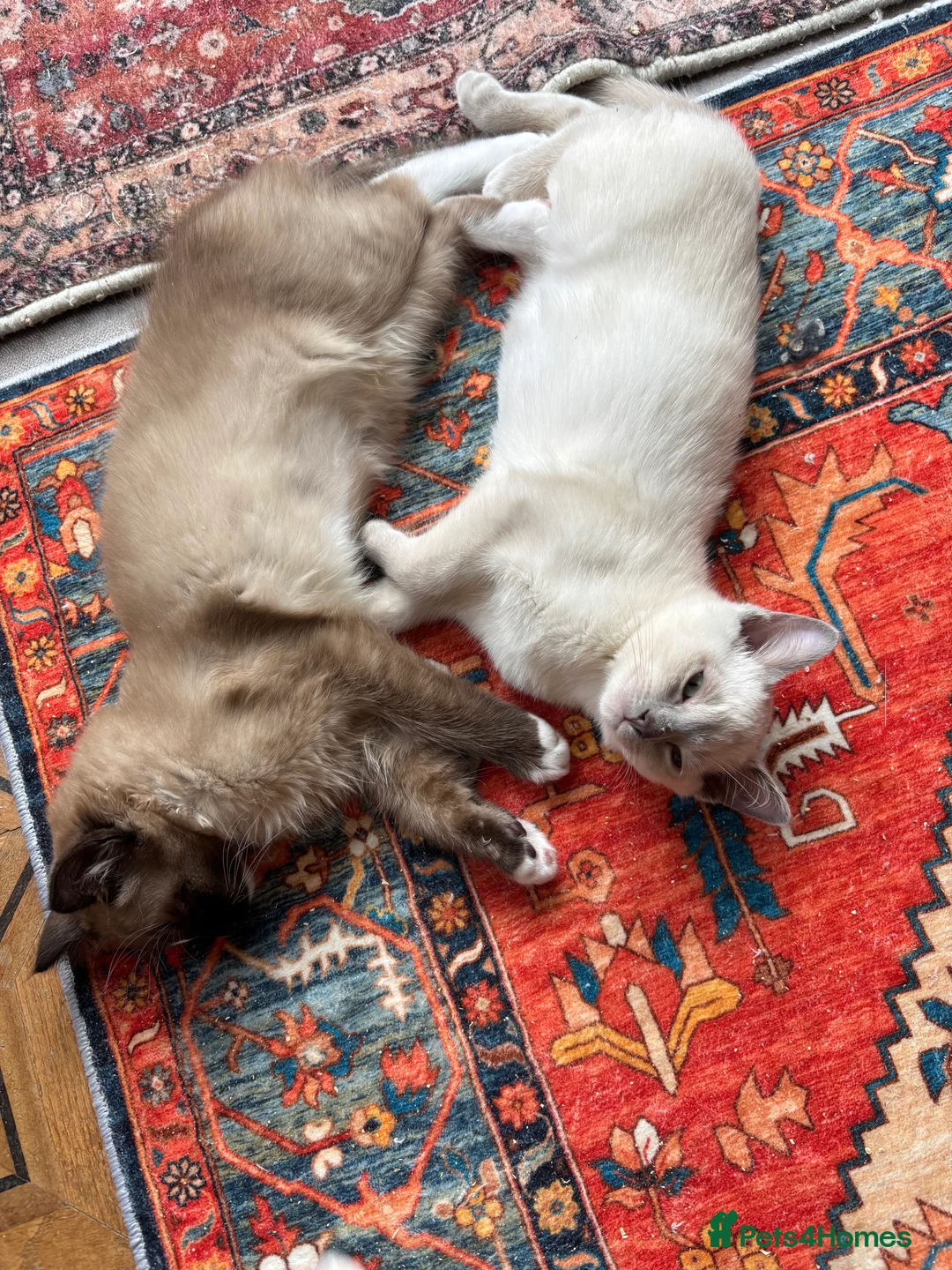 Tonkinese cats for sale: Exquisite Tonkdolls  - Advert 2
