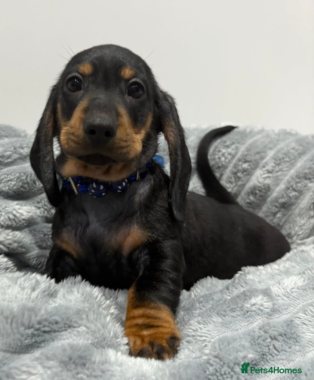 Miniature Dachshund dogs for sale: Gorgeous Miniature Dachshunds - Advert 9