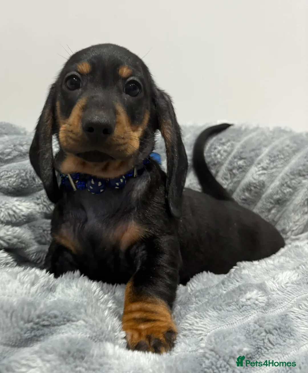 Miniature Dachshund dogs for sale: 💙One Boy ❤️One Girl Remaining Black & Tan  - Advert 1