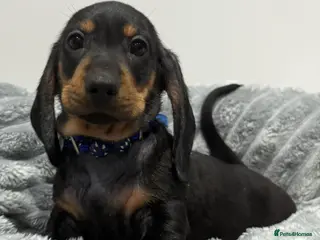 Miniature Dachshund dogs 💙One Boy ❤️One Girl Remaining Black & Tan - Advert 2