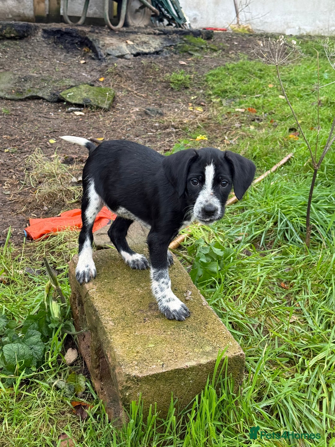 Mixed Breed dogs for sale: 2 gorgeous black Sprollie x Pointer girls - Image 4