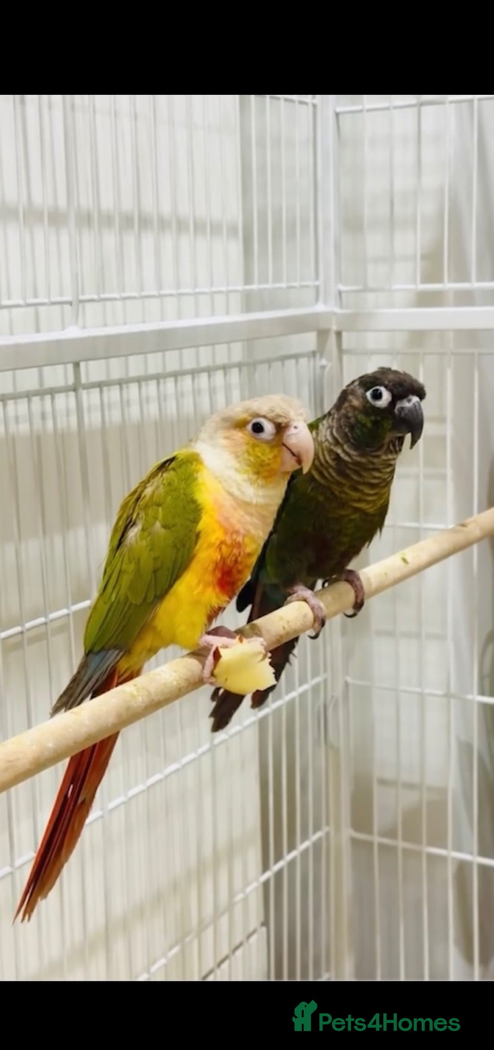 Conures birds TWO GORGEOUS 9 WEEK OLD CONURES  - Advert 4