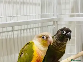 Conures birds TWO GORGEOUS 9 WEEK OLD CONURES - Advert 1