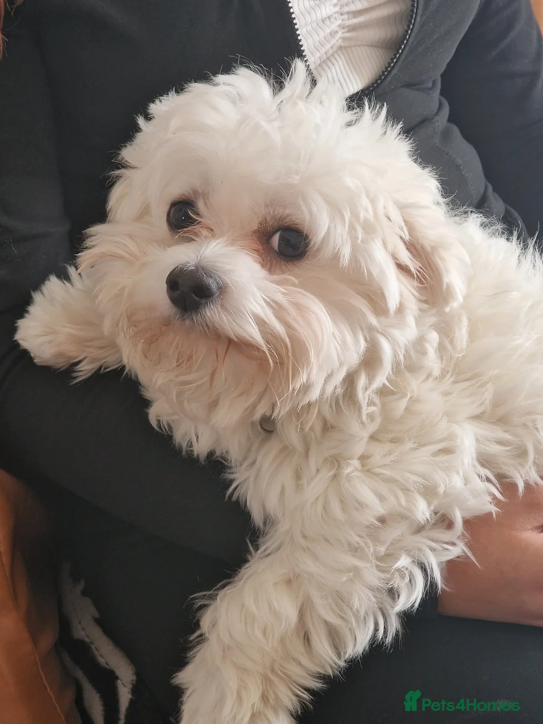 Maltese dogs for sale: Looking for a loving home  - Advert 1