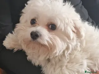 Maltese dogs Looking for a loving home - Advert 14