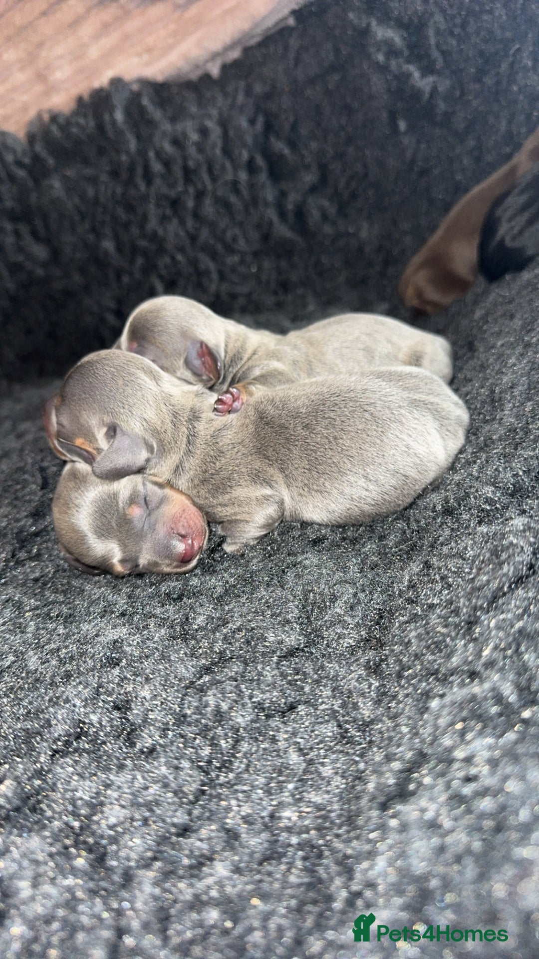 Miniature Dachshund dogs for sale: Miniature dachshund - Advert 9