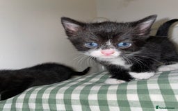 Mixed Breed cats for sale: Tuxedo kittens for sale  - Image 2
