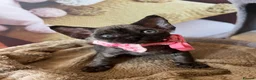 Devon Rex cats for sale: Affectionate Devon Rex kittens - Advert 17