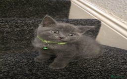 British Shorthair cats for sale: Adorable British kittens. Ready for new home. - Image 1