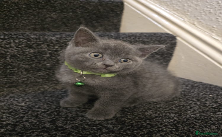 British Shorthair cats - Advert 2