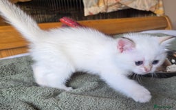 British Shorthair cats for sale: 1 TICA REG BSH GOLDEN COLOURPOINT POINT  - Image 23