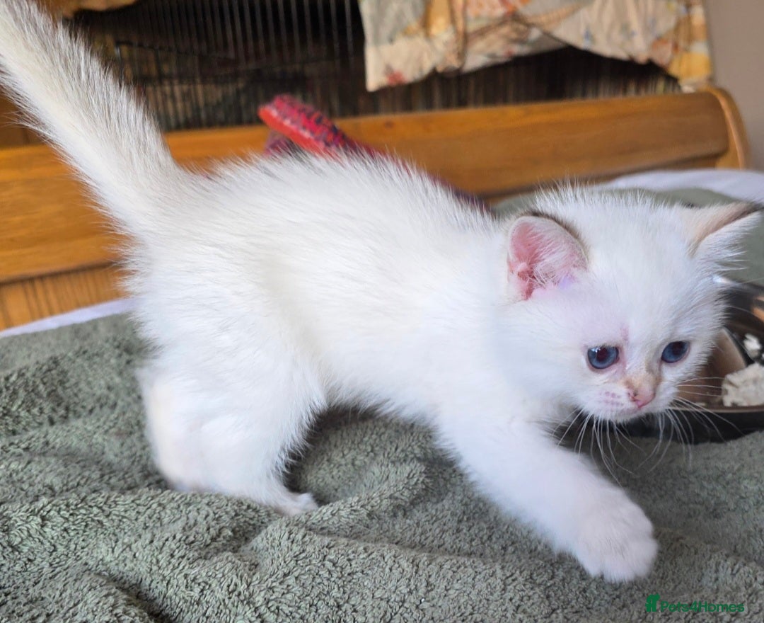 British Shorthair cats for sale: 1 TICA REG BSH GOLDEN COLOURPOINT POINT  - Image 23