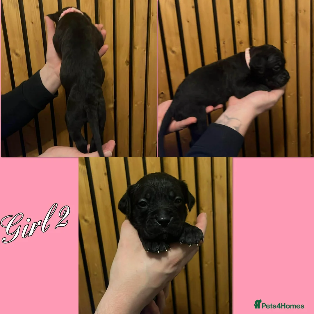 Cane Corso dogs for sale: Cane corso pups  - Advert 3