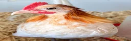 Chickens poultry for sale: 2 x Red Pyle Dutch Bantam in Spalding - Advert 2