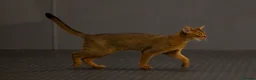 Abyssinian cats for sale: 2 beautiful Abyssinian boys  - Advert 25