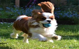 Cavapoo dogs for sale: Cavapoo in Pulborough - Image 4