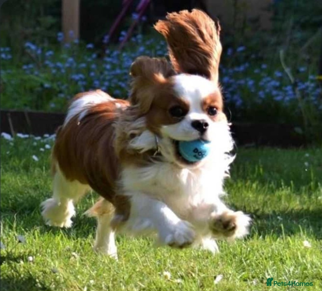 Cavapoo dogs for sale: Cavapoo in Pulborough - Image 4