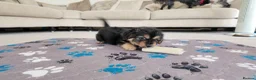 Mixed Breed dogs for sale: Beautiful Shorkie-Poo / Pom-Poo Puppies - Advert 10