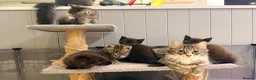 Maine Coon cats for sale: Adorable 7 Week Old Kittens – Ready Soon 🐾 - Advert 3