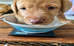 Labrador Retriever dogs for sale: Beautiful Labrador puppies 4 coats colour  - Image 5