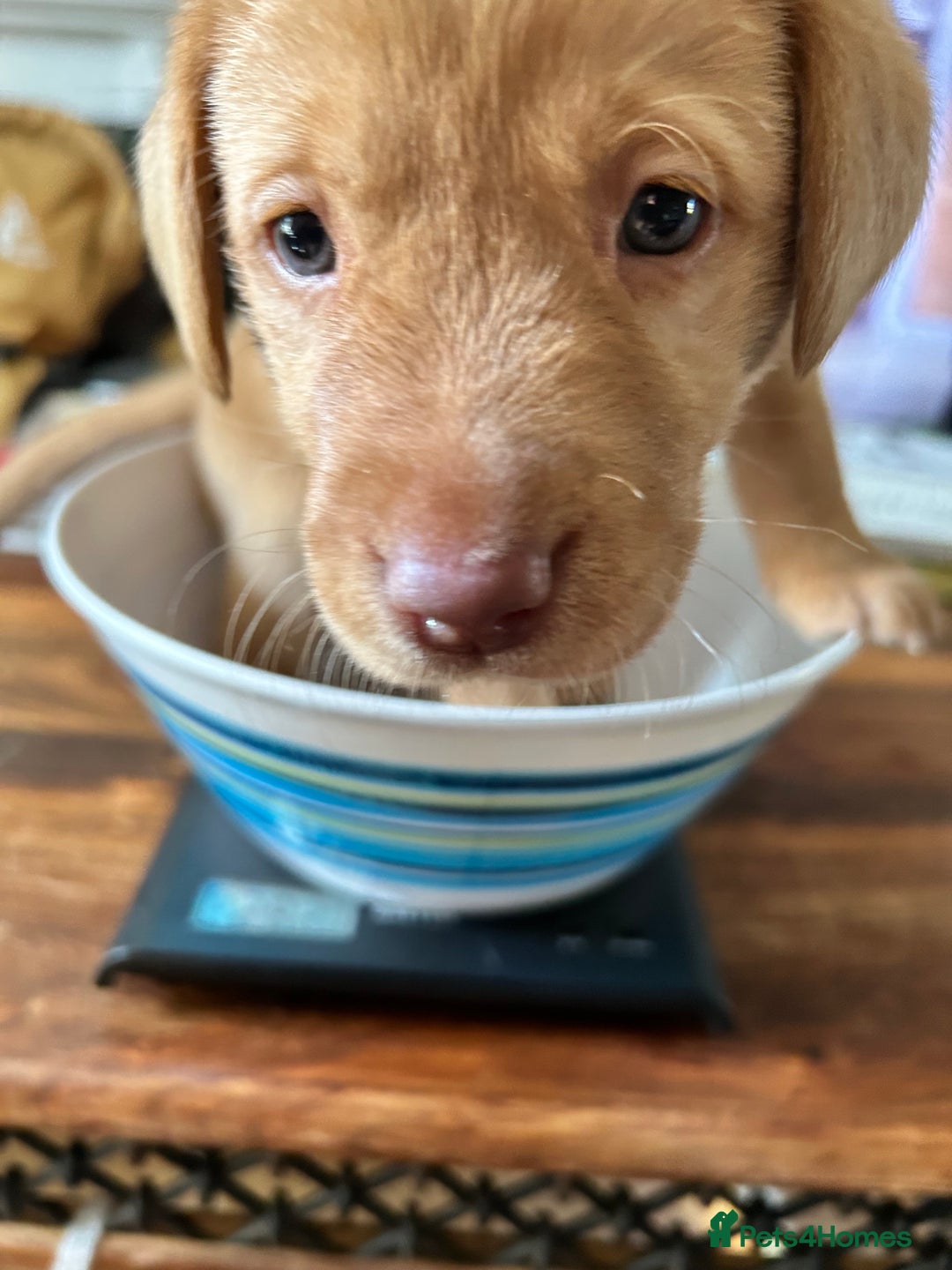 Labrador Retriever dogs for sale: Beautiful Labrador puppies 4 coats colour  - Image 5