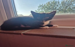 Mixed Breed cats for sale: X2 black and white 10 week old female kittens  - Image 7