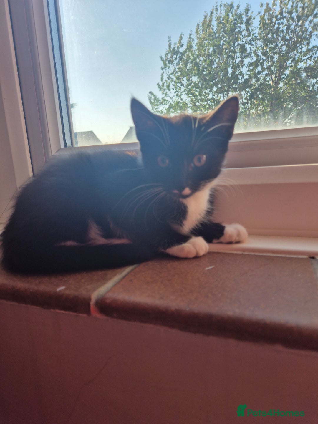 Mixed Breed cats for sale: X2 black and white 10 week old female kittens  - Image 7
