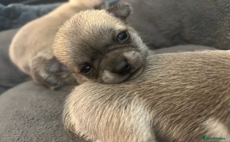 Chihuahua dogs - Advert 7