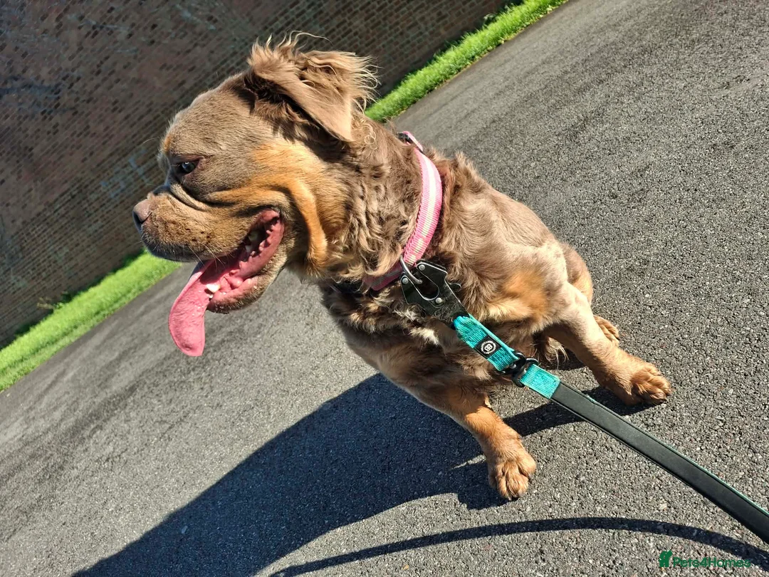 Olde English Bulldogge dogs for sale: Last boy fluffy carrier ready now - Advert 11
