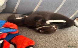Domestic Shorthair cats for sale: Black and white shorthair kittens  - Image 8