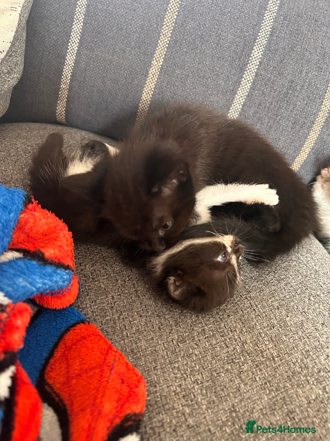 Domestic Shorthair cats for sale: Black and white shorthair kittens  - Image 8