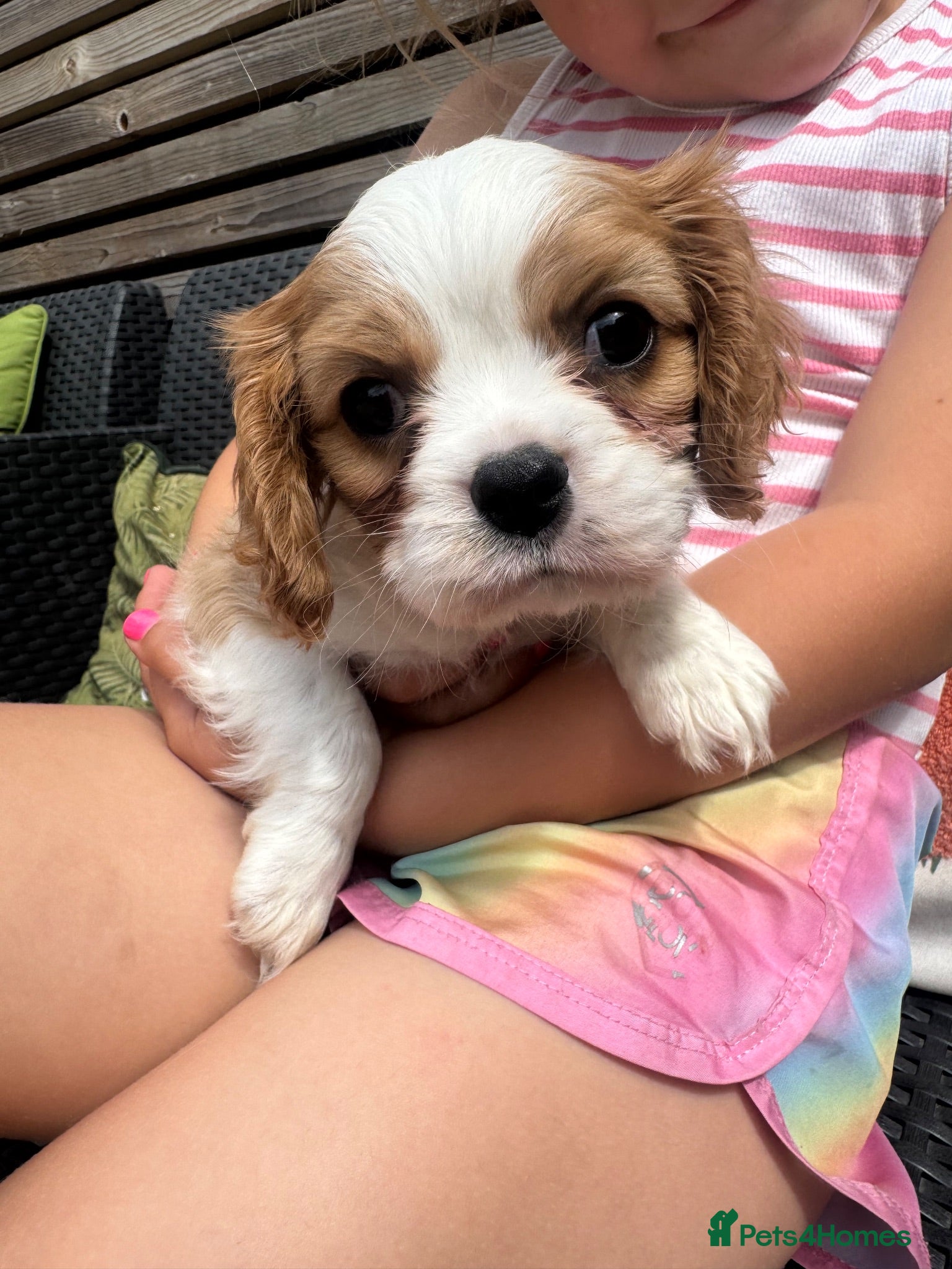 Cavalier King Charles Spaniel dogs Stunning hereditary clear KC one boy left - Advert 16