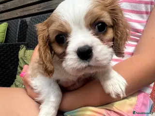 Cavalier King Charles Spaniel dogs Stunning hereditary clear KC one boy left - Advert 16