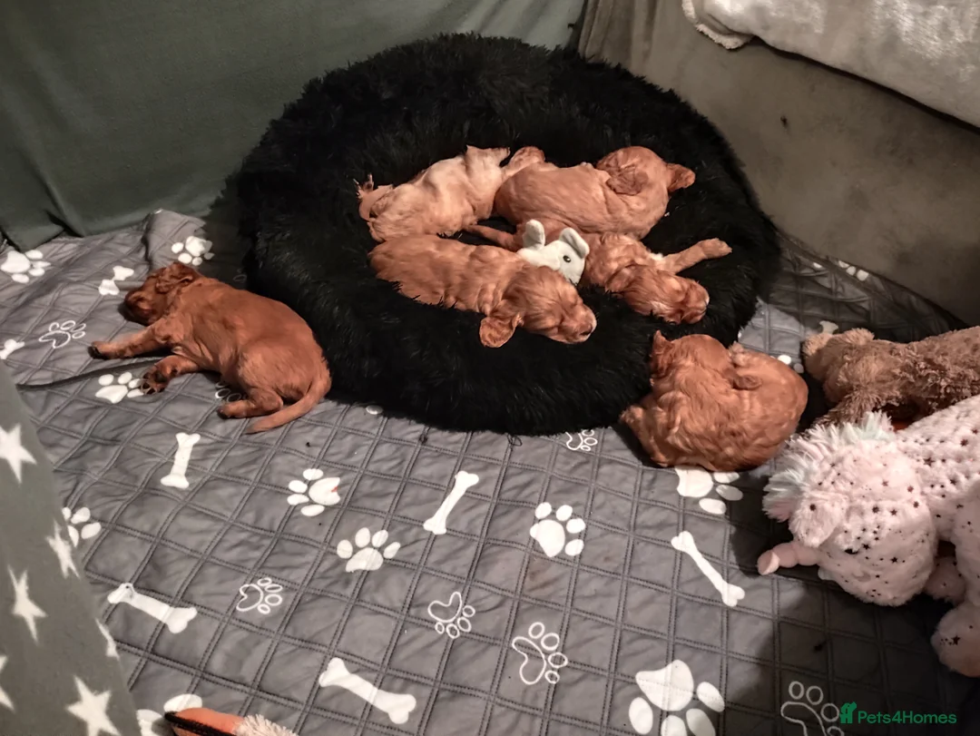 Cockapoo dogs for sale: Beautiful litter of cockapoos for sale - Advert 4
