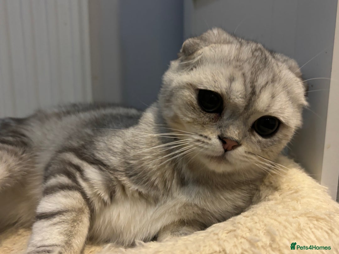 Scottish Fold cats for sale: Scottish fold - Advert 32