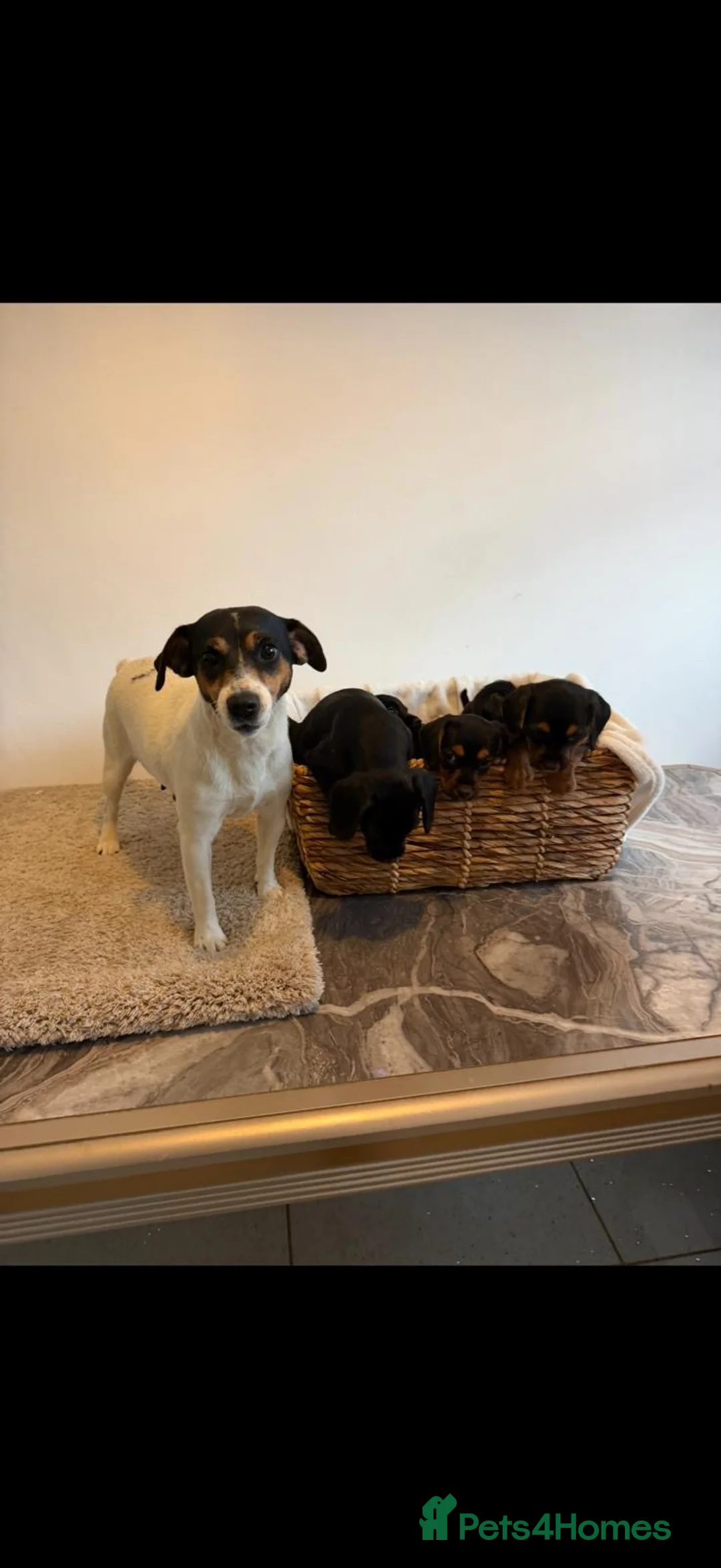 Mixed Breed dogs for sale: Gorgeous Jackapoo puppies  - Advert 20