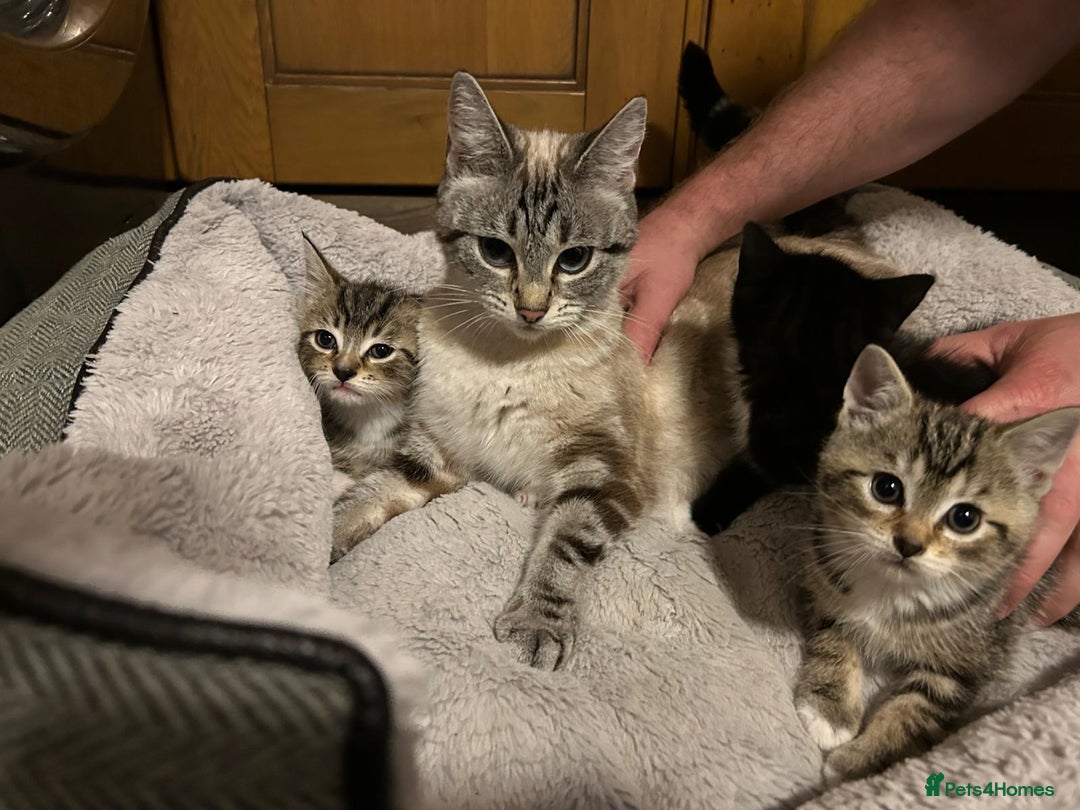 Mixed Breed cats for sale: Adorable kittens FOR SALE - Advert 10