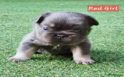 French Bulldog dogs for sale: Lilac & Tan Full Fluffy French Bulldogs For Sale - Image 5