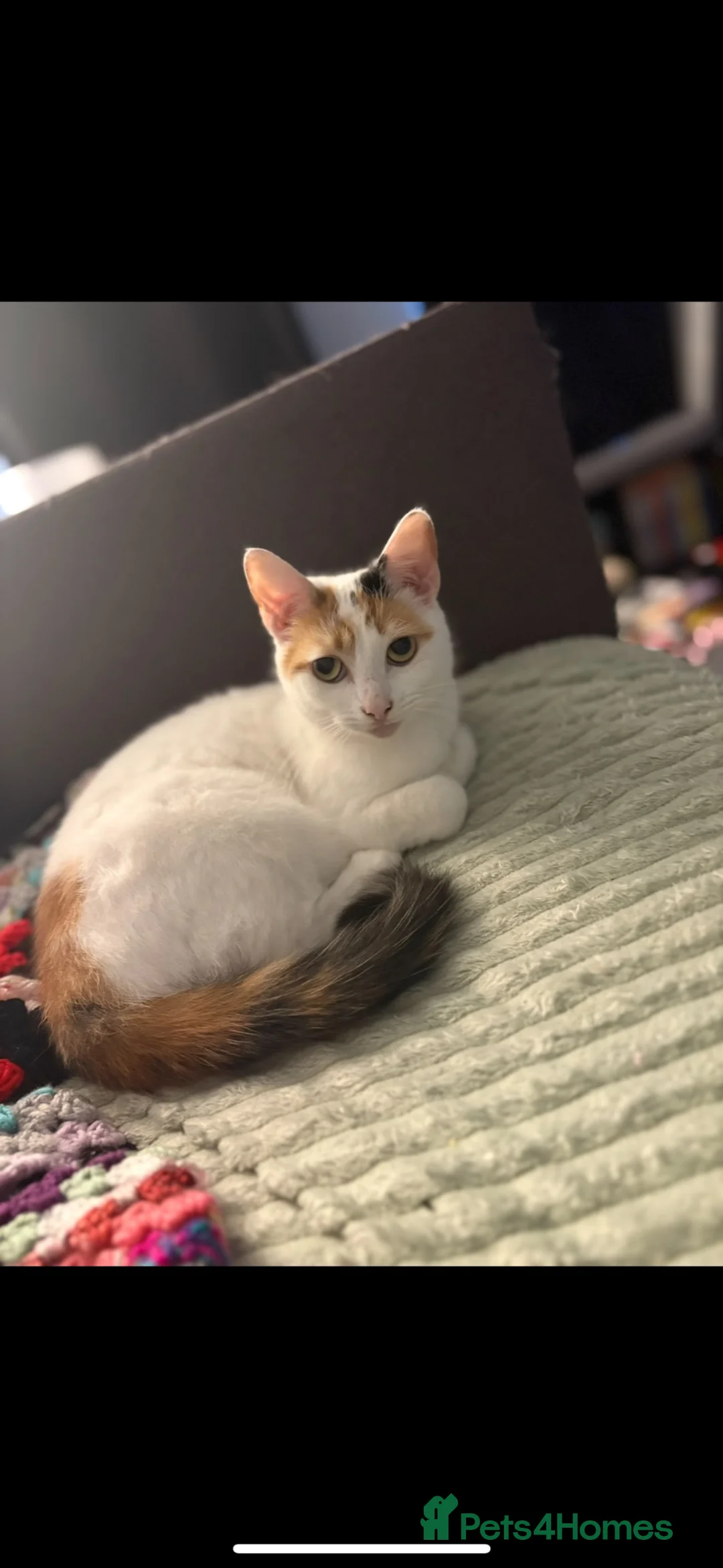 Mixed Breed cats for sale: Calico girl needing new home  in Gosport - Advert 2