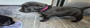 Labrador Retriever pink