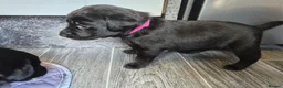 Labrador Retriever dogs for sale: Labrador black puppies  - Advert 20