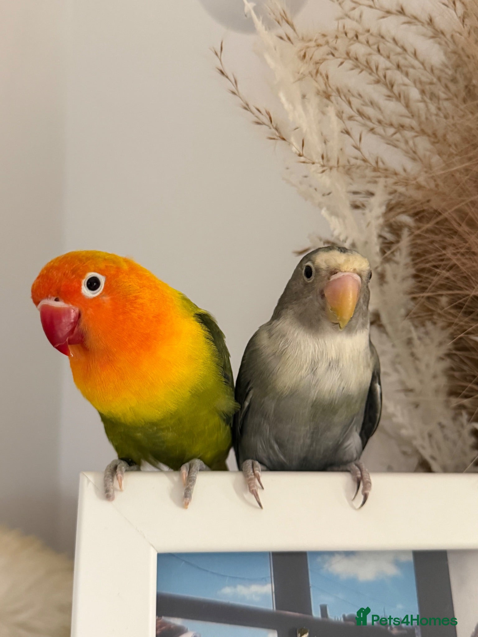 Lovebirds birds love bird pair for sale - Advert 1
