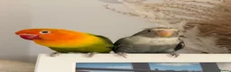 Lovebirds birds for sale: love bird pair for sale in Buntingford - Advert 1