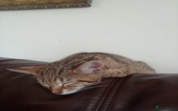 Mixed Breed cats for sale: Kittens F5 savannah - Image 15