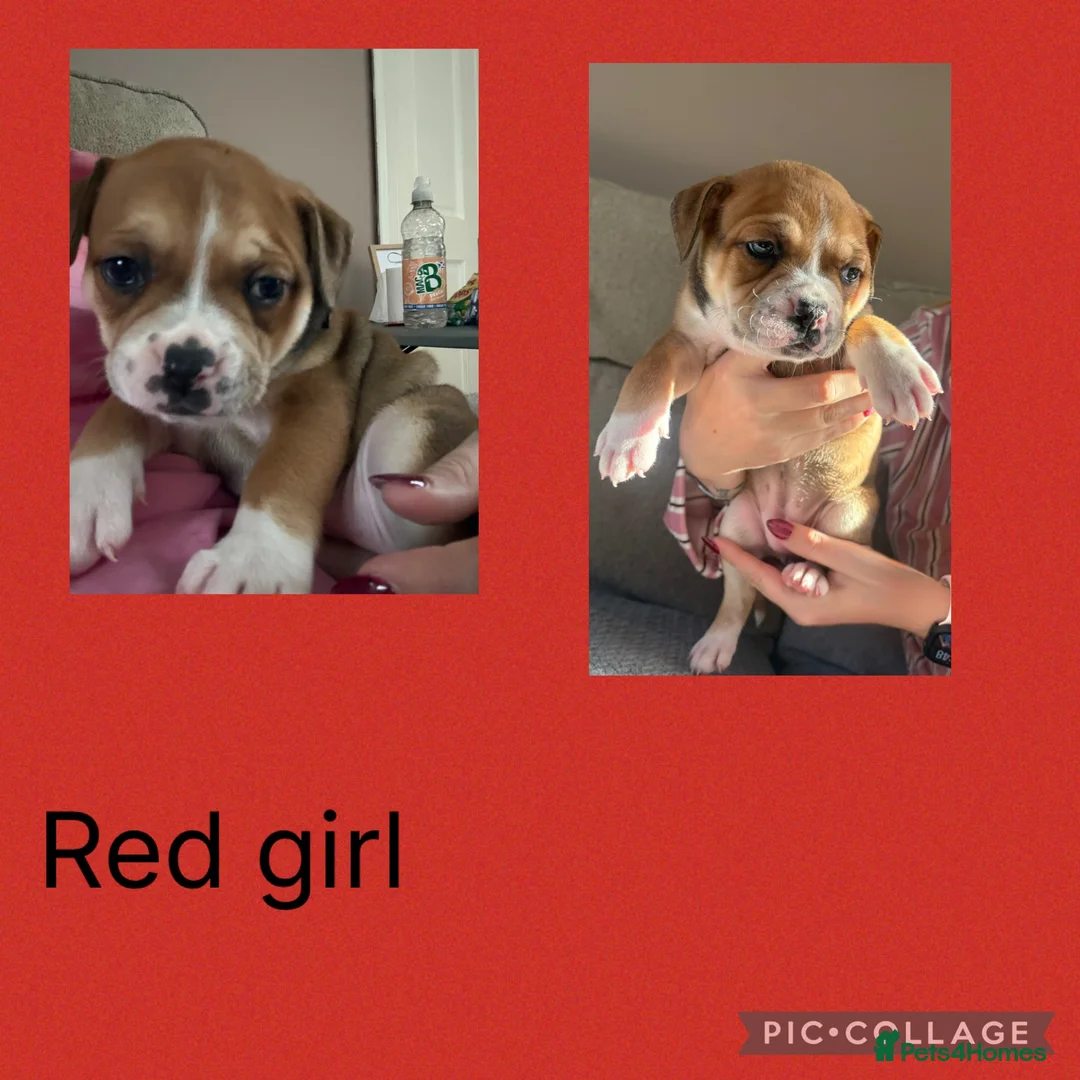 Mixed Breed dogs for sale: American bulldog cross staff pups  - Advert 3