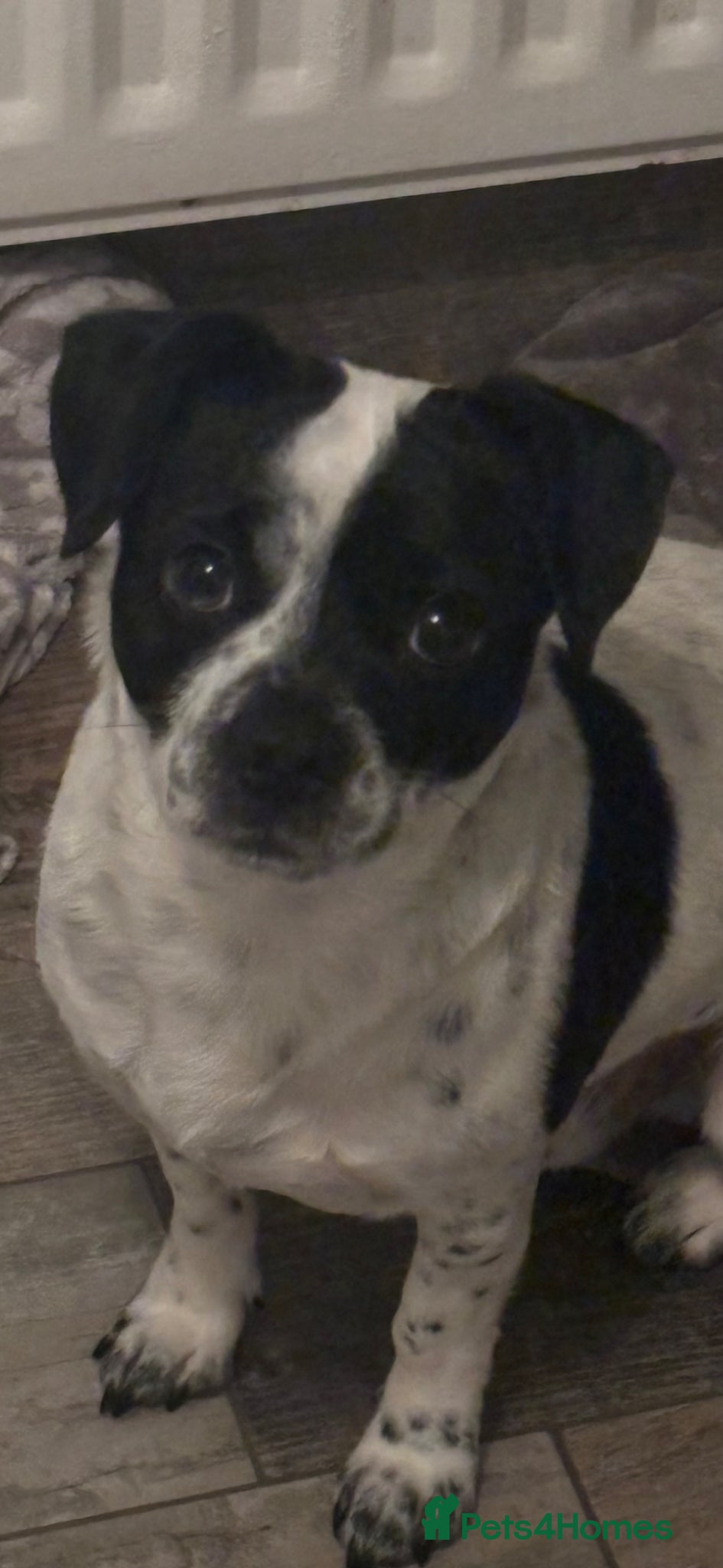 Jug dogs Needs a new loving home. - Advert 4